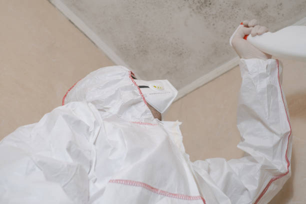 Best HVAC Mold Remediation in Mexico Beach, FL