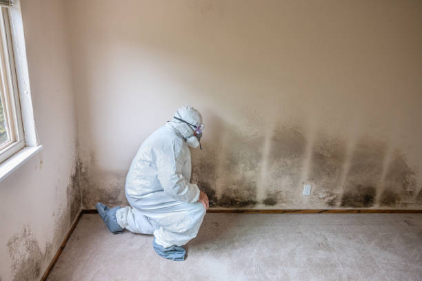 Best Post-Flood Mold Remediation in Mexico Beach, FL