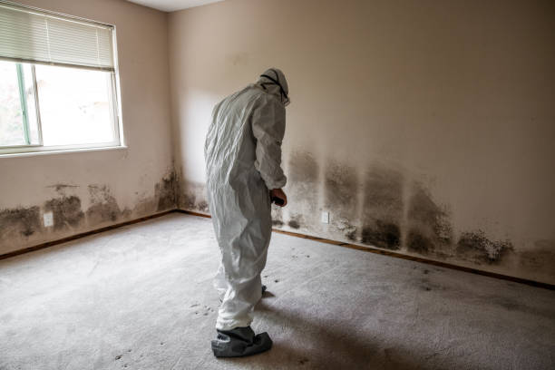 Best White Mold Remediation in Mexico Beach, FL