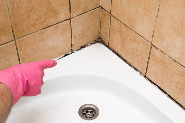 Best White Mold Remediation in Mexico Beach, FL